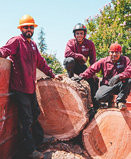workers on large logs