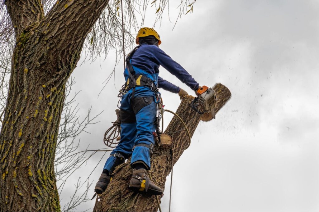 Professional standing and cutting, arborist pruning, removing a log safely.