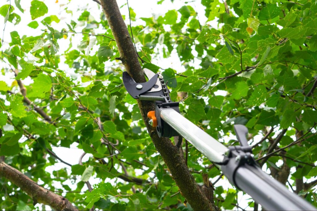 Seasonal pruning trees with pruning shears. Gardener pruning fruit trees with pruning shears.