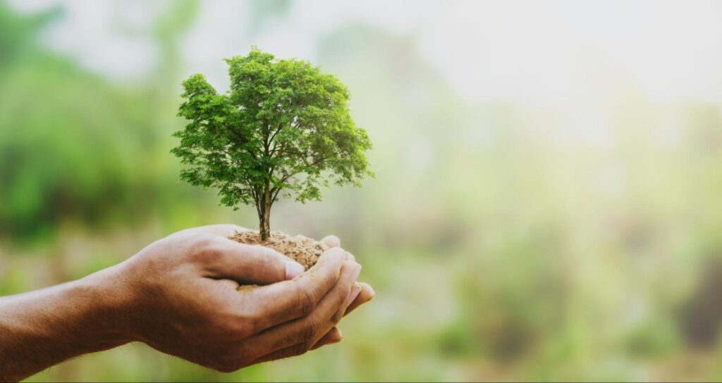 Hand holding big tree growing on green background with sunshine.
