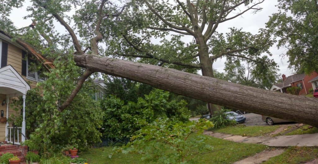 Fallen tree hurricane tornado storm devastation.