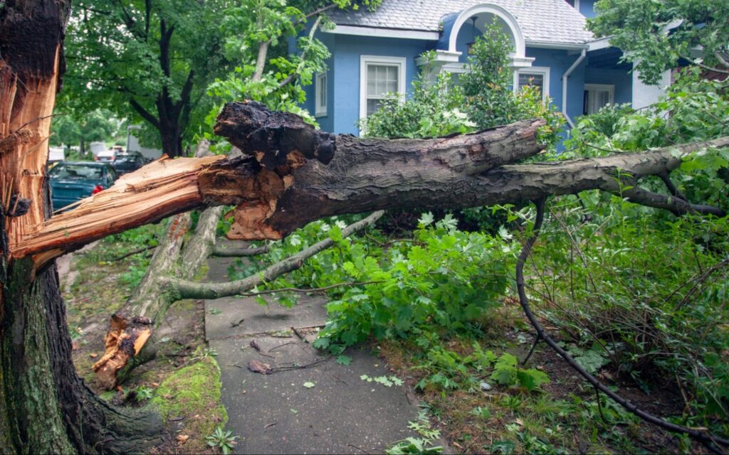 Fallen tree from hurricane.