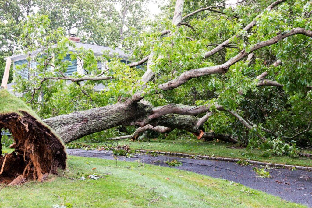 Tree falls over driveway and on to house during tropical storm.