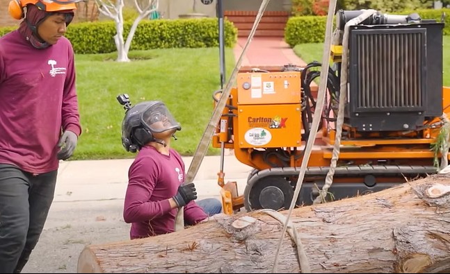 Preventing Future Storm Damage with Julian Tree Care.