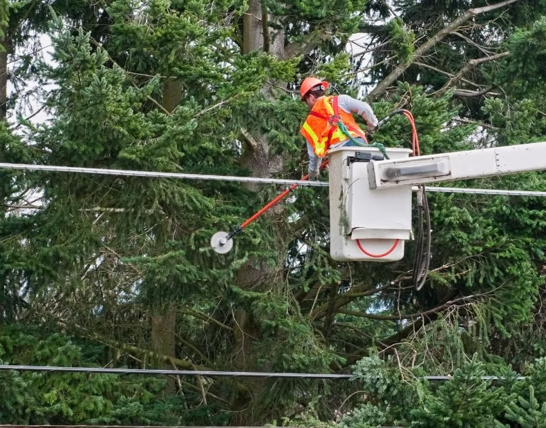worker in cherry picker trimming trees