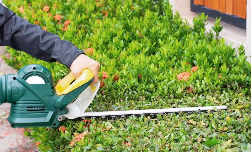 worker trimming hedges with clippers