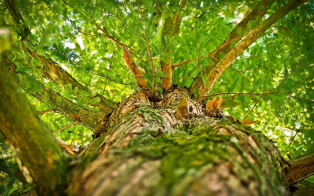 picture of tree branches
