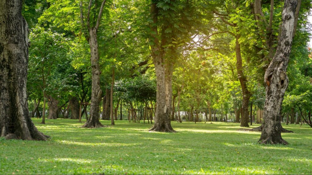 Group of greenery trees in a smooth green grass lawn in good care maintenance garden in the park.