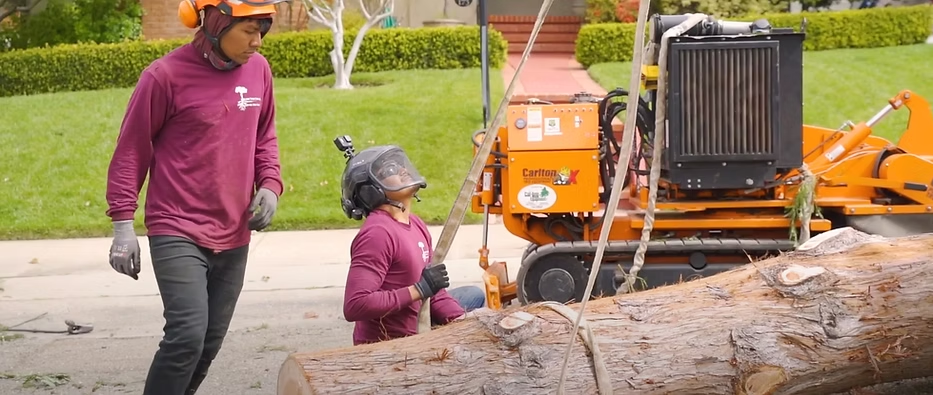 East Bay tree removal.