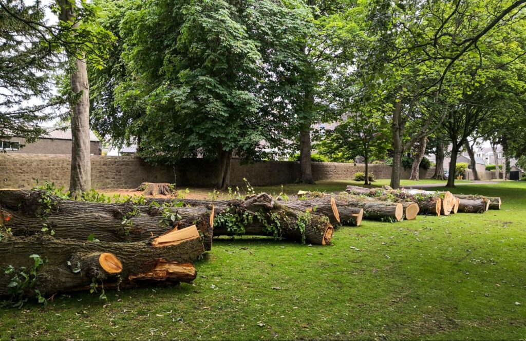 Cut tree trunks waiting to be collected.
